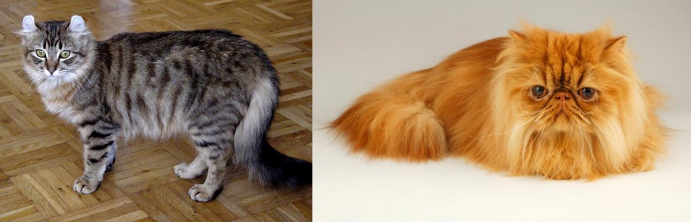 Persian vs American Curl - Breed Comparison