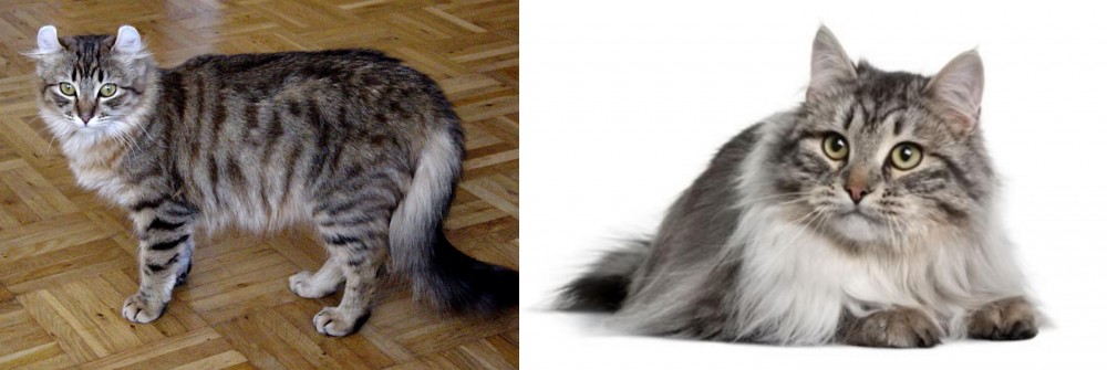 Siberian vs American Curl - Breed Comparison
