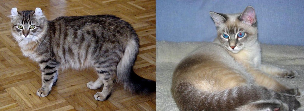 Tiger Cat vs American Curl - Breed Comparison