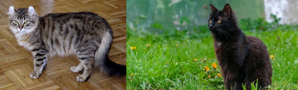 York Chocolate Cat vs American Curl - Breed Comparison