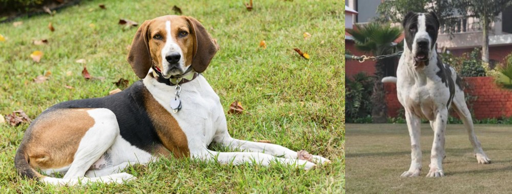 Alangu Mastiff vs American English Coonhound - Breed Comparison