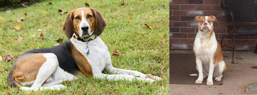 Alapaha Blue Blood Bulldog vs American English Coonhound - Breed Comparison