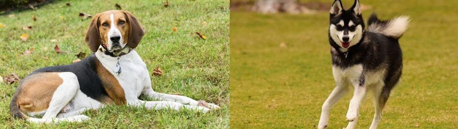 Alaskan Klee Kai vs American English Coonhound - Breed Comparison