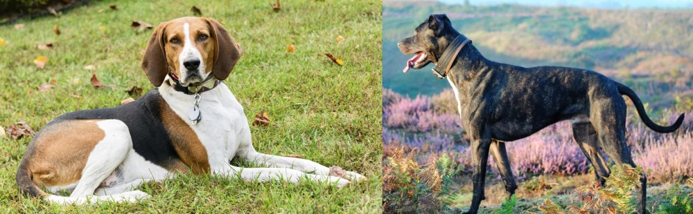 Alaunt vs American English Coonhound - Breed Comparison