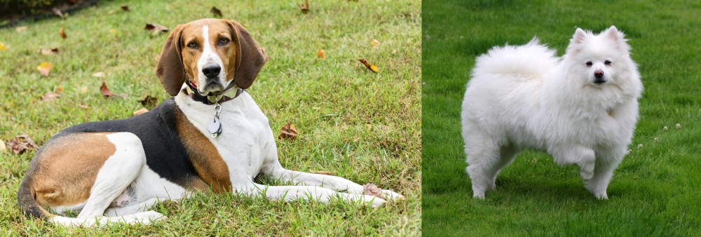 American Eskimo Dog vs American English Coonhound - Breed Comparison