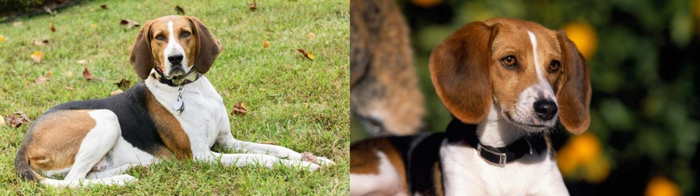 American Foxhound vs American English Coonhound - Breed Comparison