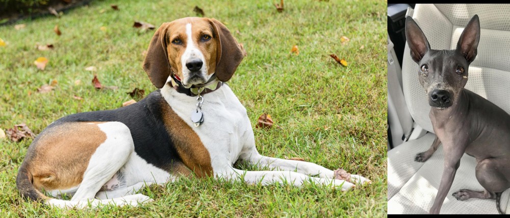 American Hairless Terrier vs American English Coonhound - Breed Comparison