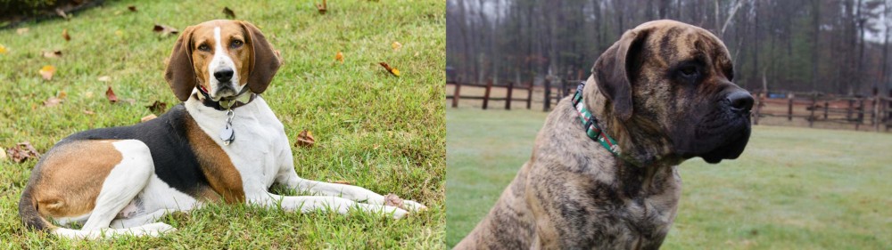 American Mastiff vs American English Coonhound - Breed Comparison