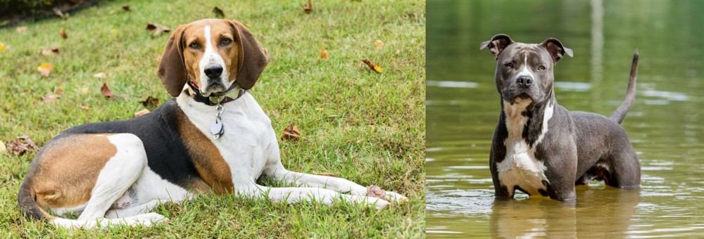 American Staffordshire Terrier vs American English Coonhound - Breed Comparison