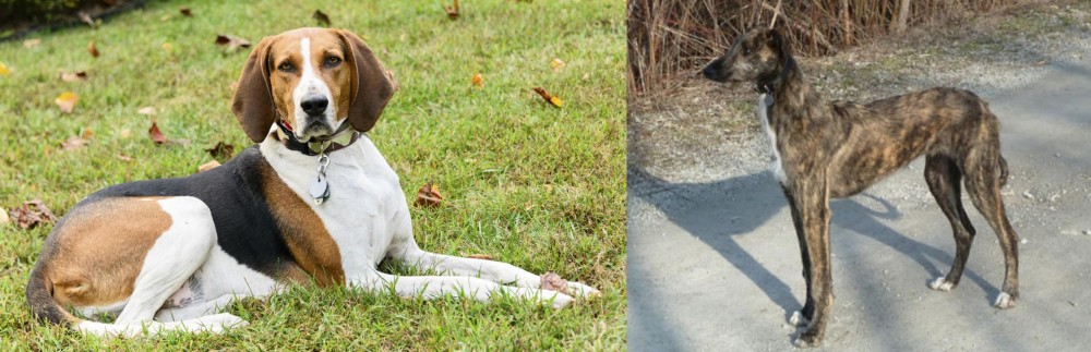 American Staghound vs American English Coonhound - Breed Comparison