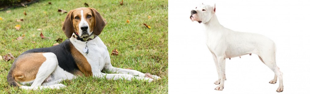 Argentine Dogo vs American English Coonhound - Breed Comparison