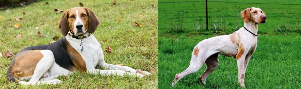 Ariege Pointer vs American English Coonhound - Breed Comparison