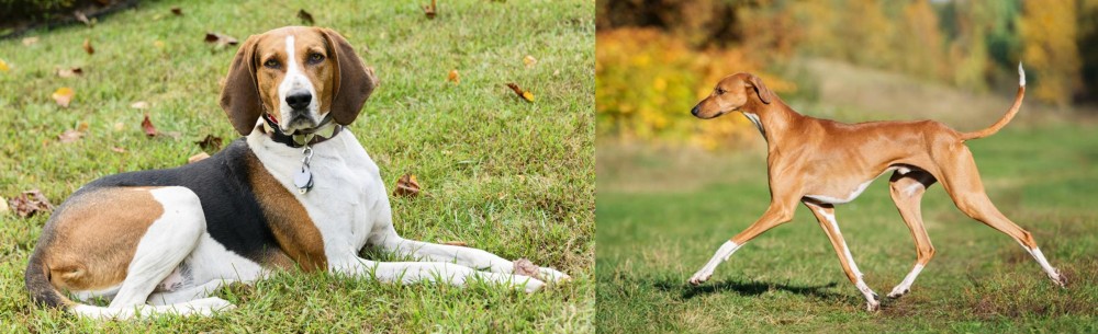 Azawakh vs American English Coonhound - Breed Comparison