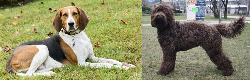 Barbet vs American English Coonhound - Breed Comparison