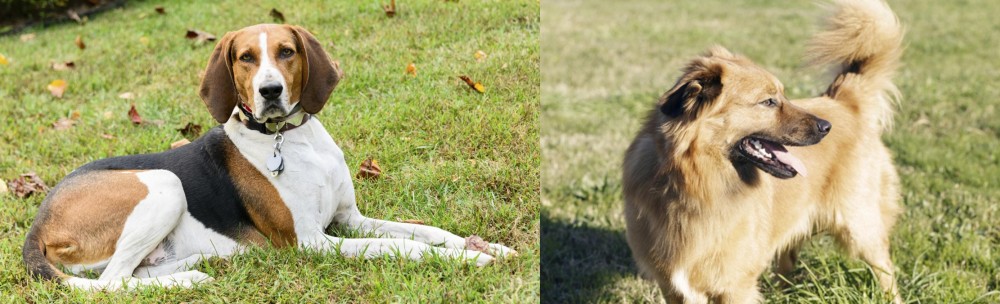 Basque Shepherd vs American English Coonhound - Breed Comparison