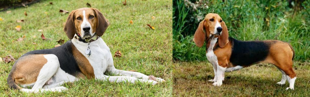Basset Artesien Normand vs American English Coonhound - Breed Comparison