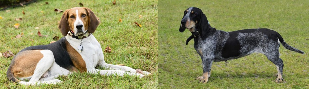 Basset Bleu de Gascogne vs American English Coonhound - Breed Comparison