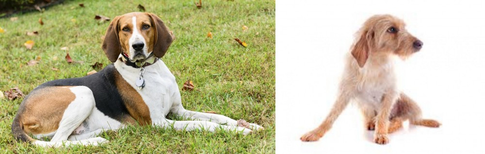 Basset Fauve de Bretagne vs American English Coonhound - Breed Comparison