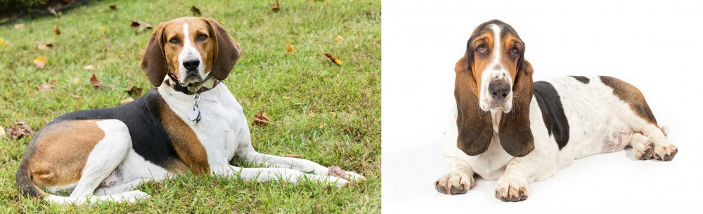 Basset Hound vs American English Coonhound - Breed Comparison