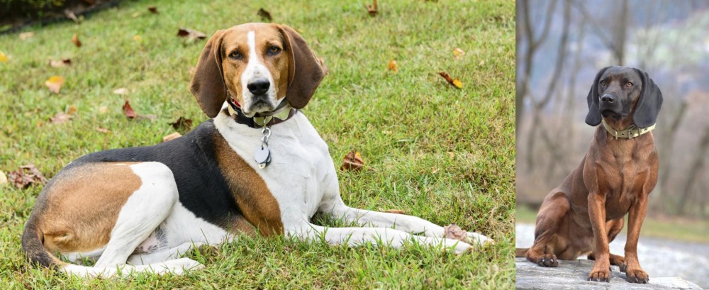 Bavarian Mountain Hound vs American English Coonhound - Breed Comparison