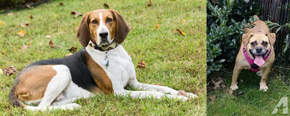 Beabull vs American English Coonhound - Breed Comparison