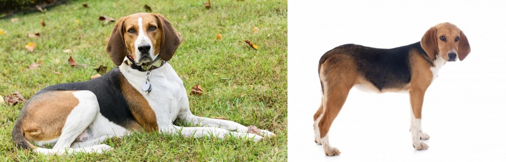 Beagle-Harrier vs American English Coonhound - Breed Comparison