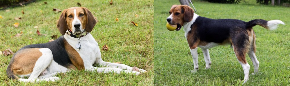 Beaglier vs American English Coonhound - Breed Comparison