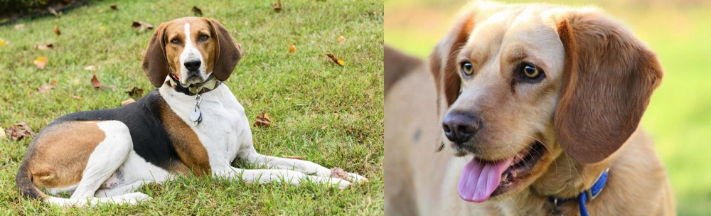 Beago vs American English Coonhound - Breed Comparison
