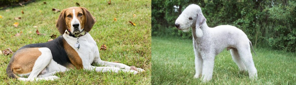 Bedlington Terrier vs American English Coonhound - Breed Comparison