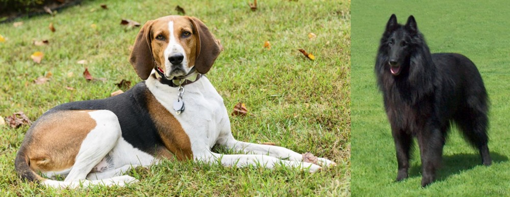 Belgian Shepherd Dog (Groenendael) vs American English Coonhound - Breed Comparison