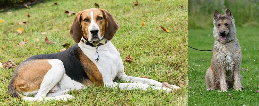Belgian Shepherd Dog (Laekenois) vs American English Coonhound - Breed Comparison
