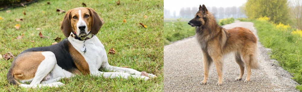Belgian Shepherd Dog (Tervuren) vs American English Coonhound - Breed Comparison