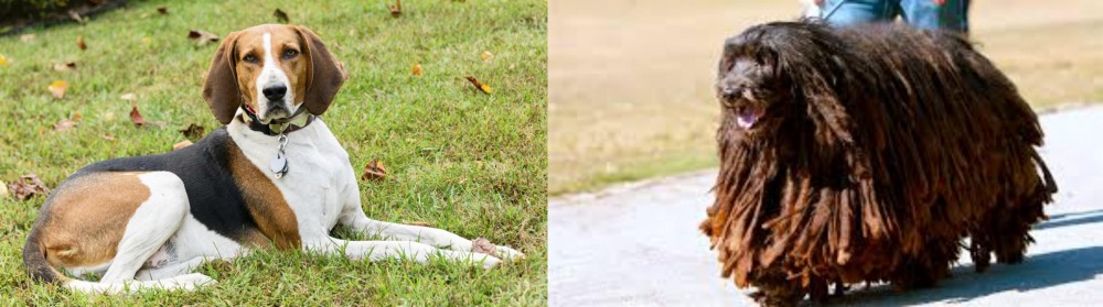 Bergamasco vs American English Coonhound - Breed Comparison