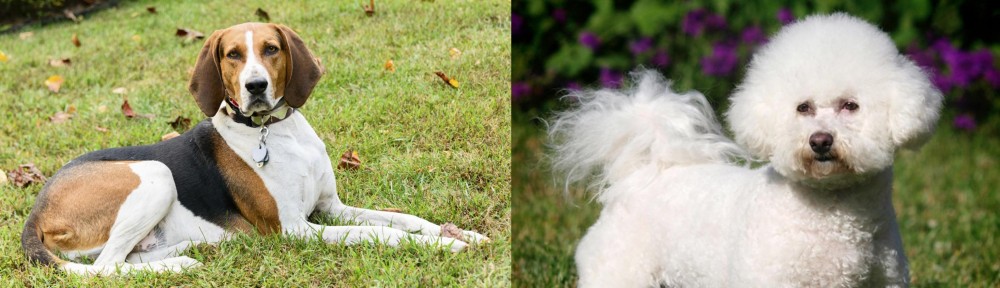 Bichon Frise vs American English Coonhound - Breed Comparison