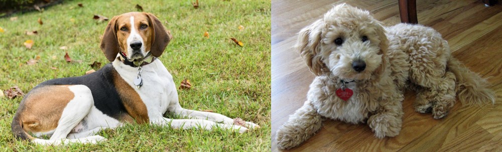 Bichonpoo vs American English Coonhound - Breed Comparison