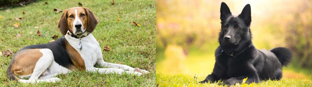 Black Norwegian Elkhound vs American English Coonhound - Breed Comparison