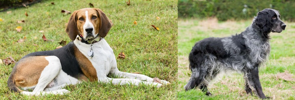 Blue Picardy Spaniel vs American English Coonhound - Breed Comparison