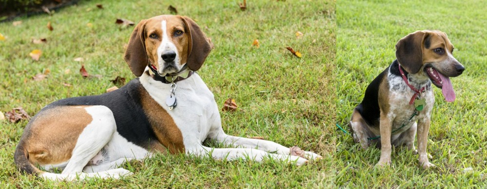 Bluetick Beagle vs American English Coonhound - Breed Comparison