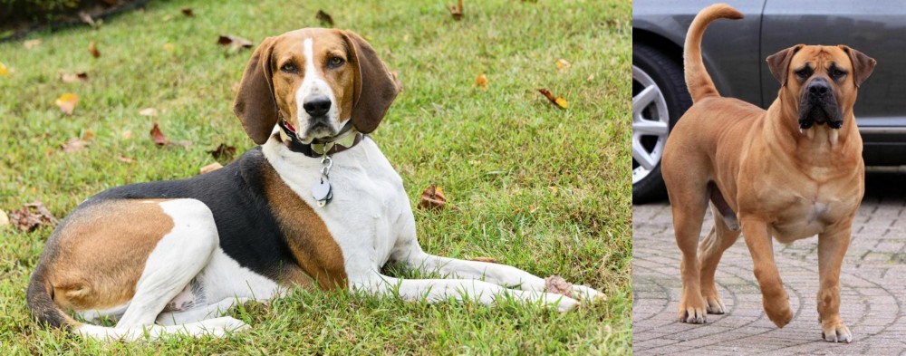 Boerboel vs American English Coonhound - Breed Comparison