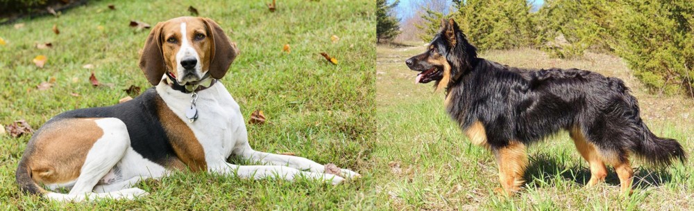 Bohemian Shepherd vs American English Coonhound - Breed Comparison