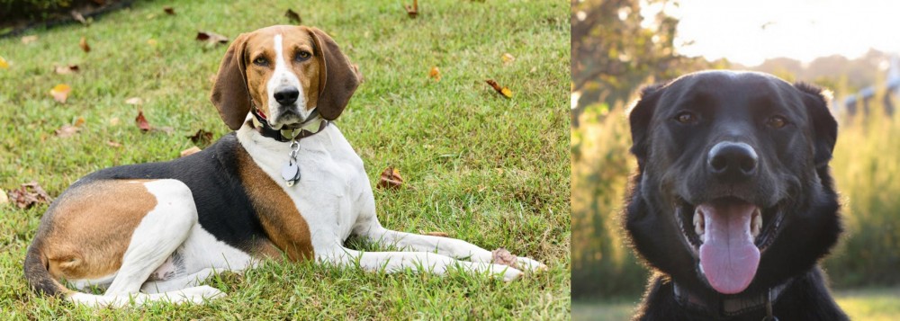Borador vs American English Coonhound - Breed Comparison