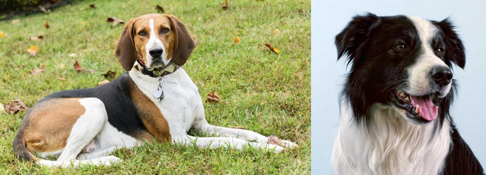 Border Collie vs American English Coonhound - Breed Comparison