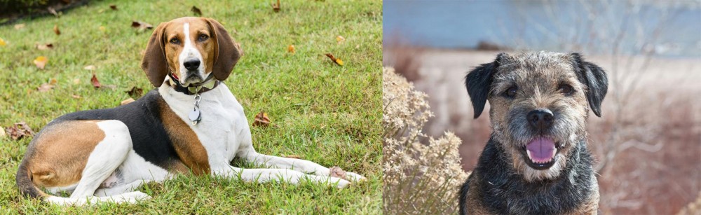 Border Terrier vs American English Coonhound - Breed Comparison