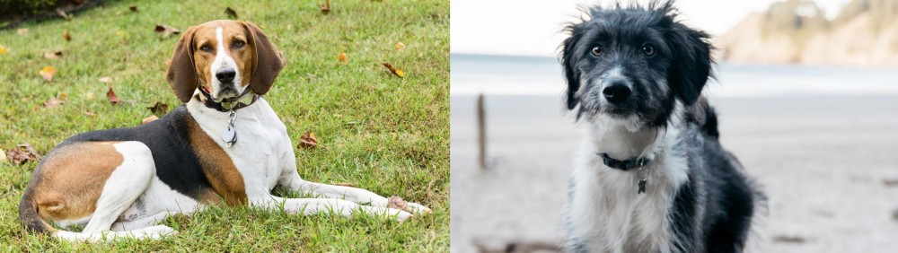Bordoodle vs American English Coonhound - Breed Comparison