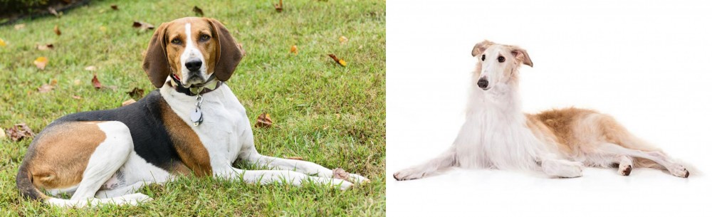 Borzoi vs American English Coonhound - Breed Comparison
