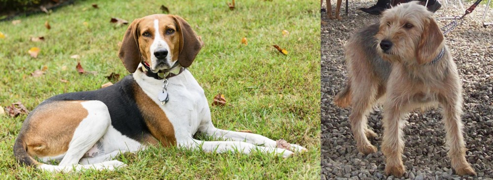 Bosnian Coarse-Haired Hound vs American English Coonhound - Breed Comparison