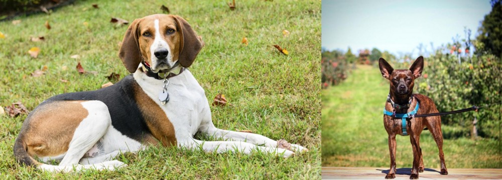 Bospin vs American English Coonhound - Breed Comparison