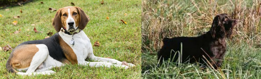 Boykin Spaniel vs American English Coonhound - Breed Comparison