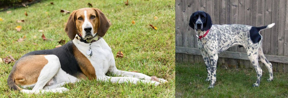 Braque d'Auvergne vs American English Coonhound - Breed Comparison