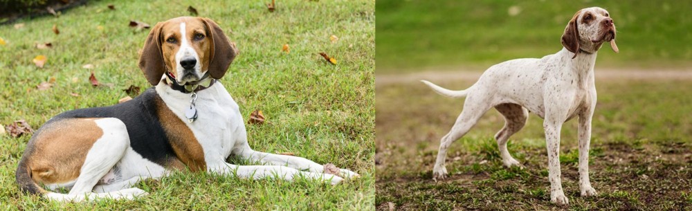 Braque du Bourbonnais vs American English Coonhound - Breed Comparison